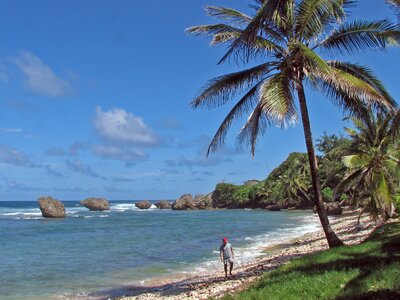 Man walking along Bathsheba beach with large rocks in distance in water and palm trees in foreground, Barbados, North America