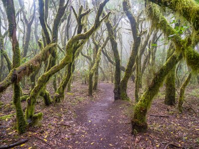 Tree trunks covered in green hanging moss with sunlight peering through fog in woodland near Arure, La Gomera, Canary Islands