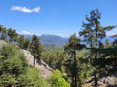 Pine trees and mountain in distance on St Paul trail hike in Turkey