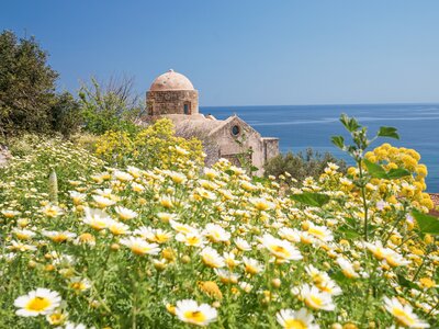 Wildflowers in the Peloponnese, Greece