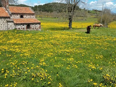 Yellow flower-covered grassy fields with traditional French stone house and horses grazing nearby, on the way to St Privat d'Allier, France 