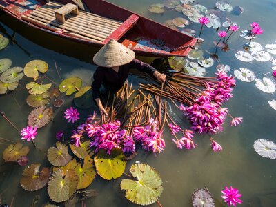 Lady Harvesting Waterlily in Yen River, Ninh Binh, Vietnam