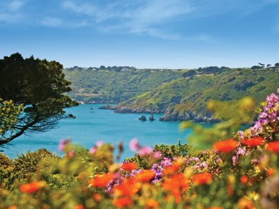 Colourful wild flowers and coastal view, Guernsey