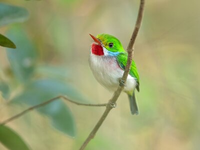 Brightly coloured Cuban tody perched in the forest on a branch