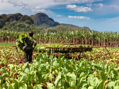 Tobacco farmer harvesting crop in Vinales Valley, Cuba