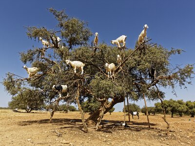 Argan tree-climbing goats stood on branches in Morocco