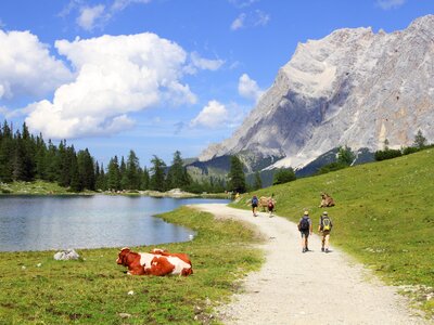 Hikers walking past cow relaxing on grass near bend in Seebensee lake with Zugspitze Alps in distance, Austria