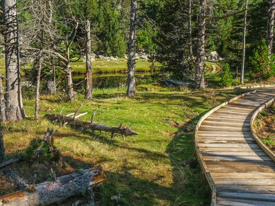 Curved raised wooden pathway amidst grassy pine woodland with lake in distance, Aiguestortes National Park, Catalonia, Spain, Europe