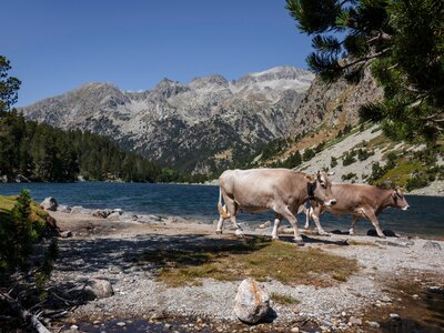 Two cows walking next to a lake with the mountains at the background in Aiguestortes national park, Spain