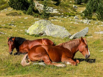 Horses lying on grass enjoying sunshine in national park of Aigüestortes i Estany de Sant Maurici, Lérida, Catalonia, Spain