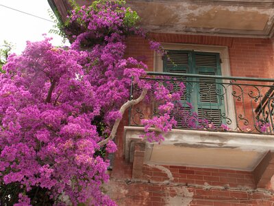 Bougainvillea plant growing on balcony flowering purple, Monterosso, Italy