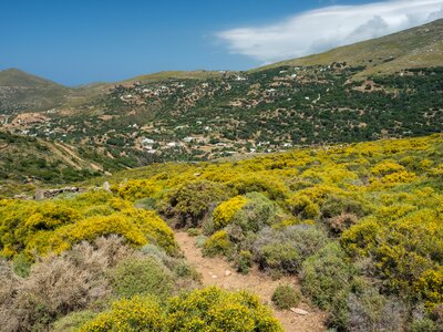 Mountain landscape  with yellow and green shrubbery seen from hiking trail on Andros island, Cyclades, Greece