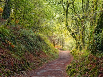 Pathway under green canopy of moss-covered trees and forest on the Camino de Santiago