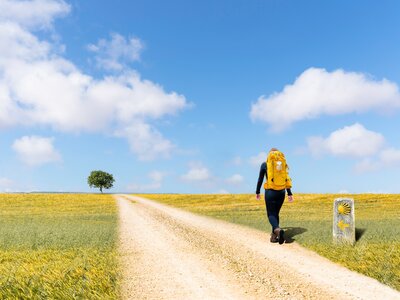 Solo walker walking pathway towards lone tree among yellow flower fields, on pilgrimage to Santiago de Compostela, Spain