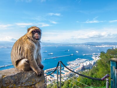 Macaque sat on stone wall with Gibraltar and Spain coastal landscape in background on sunny day
