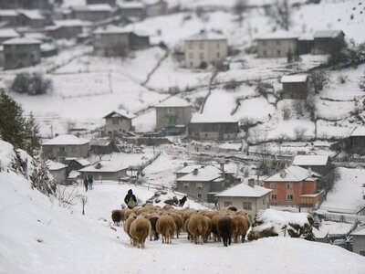 Sheep being herded down snowy hill with snow-covered town in background, near Rhodopi Mountains, Bulgaria