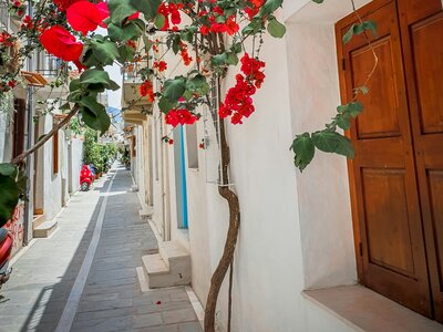 Red Bougainvillea glabra flowers in bloom during daytime, Crete, Greece