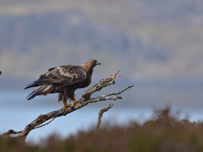 Golden eagle perched on branch in wilderness