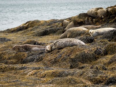 Seals on the coast of Lewis at the Outer Hebrides, Scotland