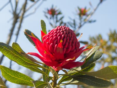 Close up of red flower New South Wales Waratah Telopea speciosissima, Abbey Gardens, Tresco, Isles of Scilly, UK