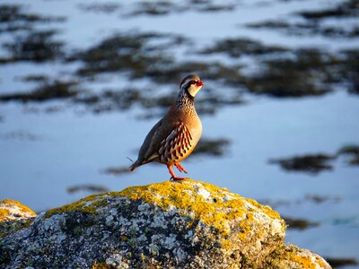 A partridge bird on a rock by the sea as the sun sets, Tresco, Isles of Scilly, UK