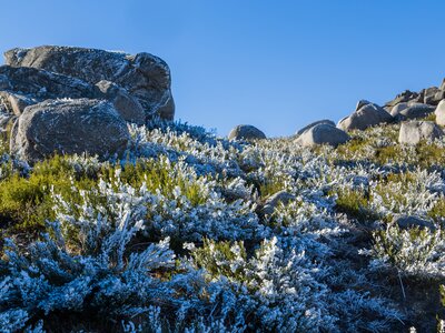 Bushes with ice on the north of Portugal, Pitoes das Junias, Portuguese National park