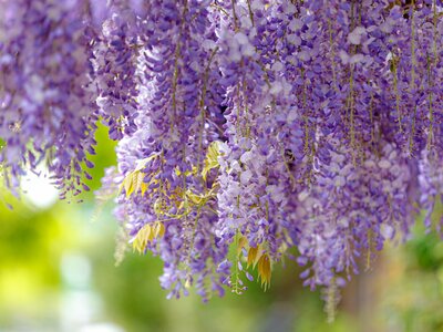 Selective focus of purple wisteria flowers
