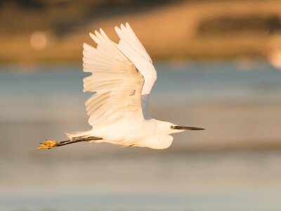 White Egret flying with golden sun glow casted over bird and environment, Isle of Wight