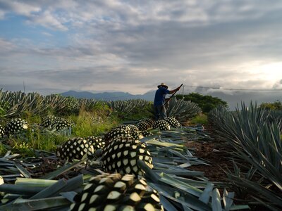 Farmer is cutting several agave plants for Mezcal distillery, Mexico