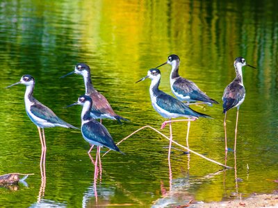 Group of black necked stilt himantopus mexicanus birds standing in shallow water with lime green and dark green reflections in water, Oaxaca, Mexico