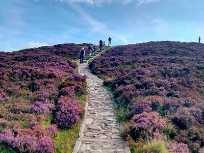 Ascending purple heather hill, Wales
