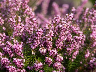 Close up flowering Calluna vulgaris common heather