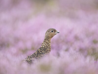 Close Up Head Shot Of Red Grouse Amongst Heather Bloom, UK