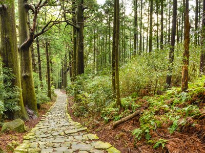 Cobblestone forest pathway on Kumano Kodo Trail, Nachi, Wakayama, Japan 