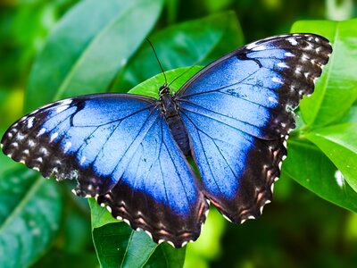 Close up of Blue Morpho butterfly sitting on green leaf with bright blue patterned wings fully spread out