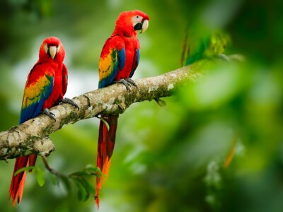 Two colourful parrot Macaws perched on branch on rainforest, Costa Rica, Central America