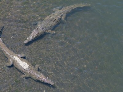 Aerial view of two crocodiles in Tarcoles river, Costa Rica