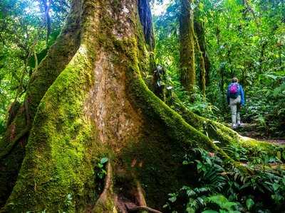 Person walking through dense jungle next to large tree trunk covered in moss in Monteverde Cloud Forest, Costa Rica, Central America