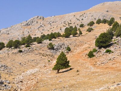 Mountainous walking route with green trees dotted along mountainside slope, between Barla and Dikmen Çiftliği on St Paul's Trail, Turkey