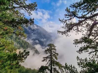 Pine tree forest in cloudy alpine valley on hiking trail leading to Mount Olympus, Greece