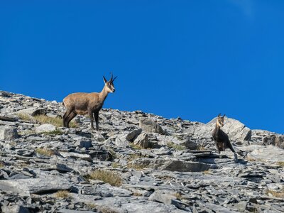 Wild mountain goats chamois standing on stone-covered mountain with clear blue sky behind, Mount Olympus, Greece, Europe