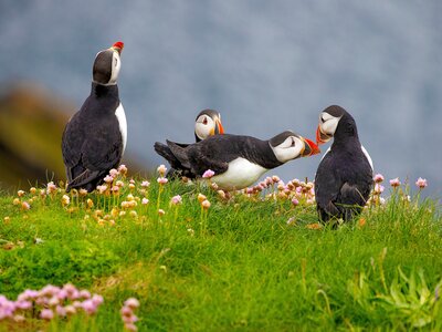 Colourful group of puffins standing on grass with small pink flowers, Sumburgh Head, Shetland islands, Scotland