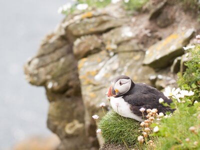 Puffin bird sat on grassy edge of cliff at Sumburgh Head in the Shetland Isles, north of Scotland, UK