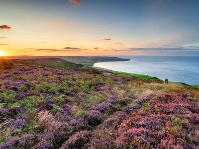 Field of heather blooming during sunset, Ravenscar, North York Moors national park, Robin Hoods Bay
