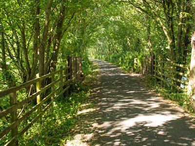 Sunlit forest pathway on the tarka trail near Bideford in Devon