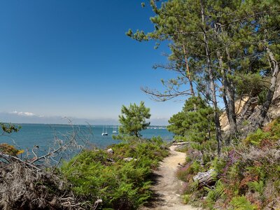 Brownsea Island coastal path trail with shrubs and pine trees near sea with blue sky
