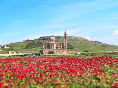 Crimson flowers in abundance with Bażilika Tal-Madonna Ta' Pinu Mill Gharb in distance, Malta