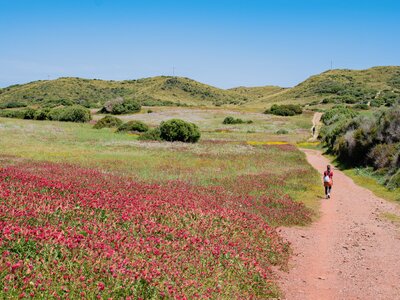 Lady in distance walking down hiking trail Cami de Cavalls in spring with colourful flowers blooming in grassy field next to path, Menorca, Balearic Islands, Spain