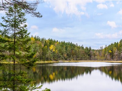 A forest lake in Tyresta National Park, Sweden