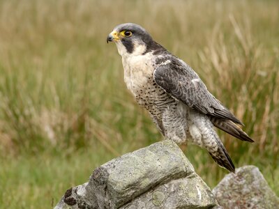 Peregrine seen in the Lake District